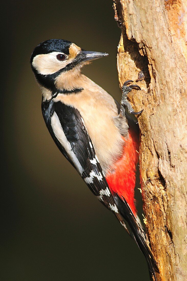 Great spotted woodpecker