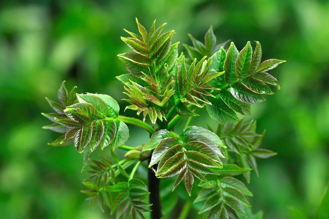 Ash leaves