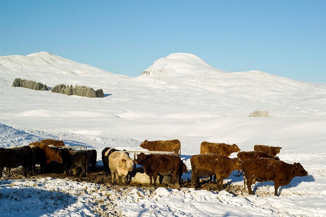 Cattle in the Scottish Highlands