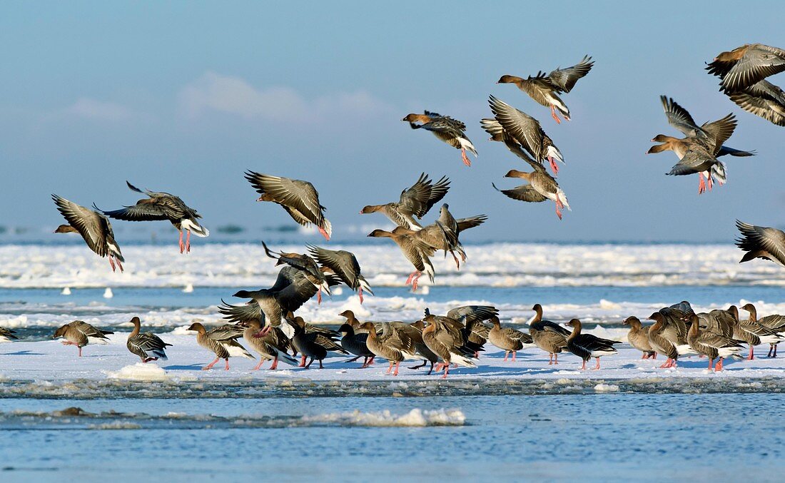 Pink-footed geese on an ice floe