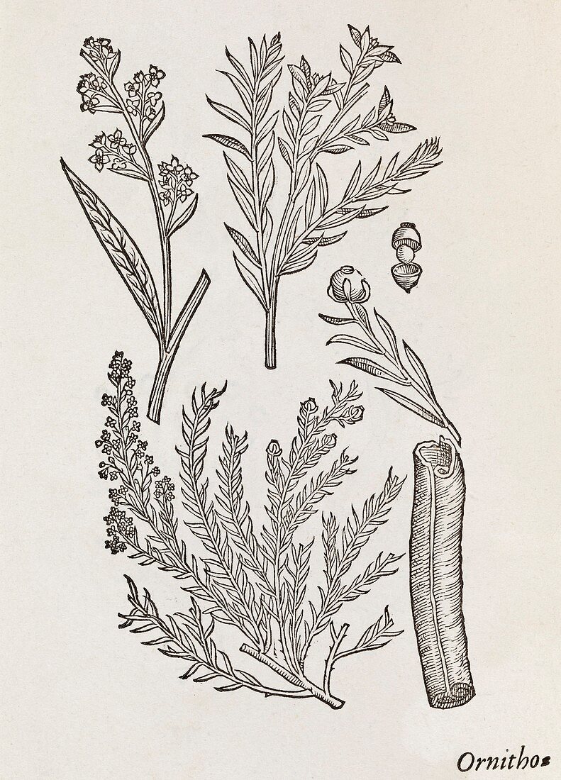 Cinnamon plant,16th century
