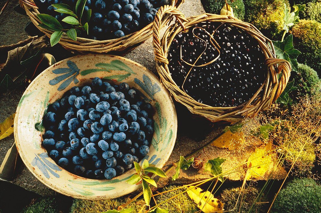 A Bowl of Blueberries and a Basket of Black Currants