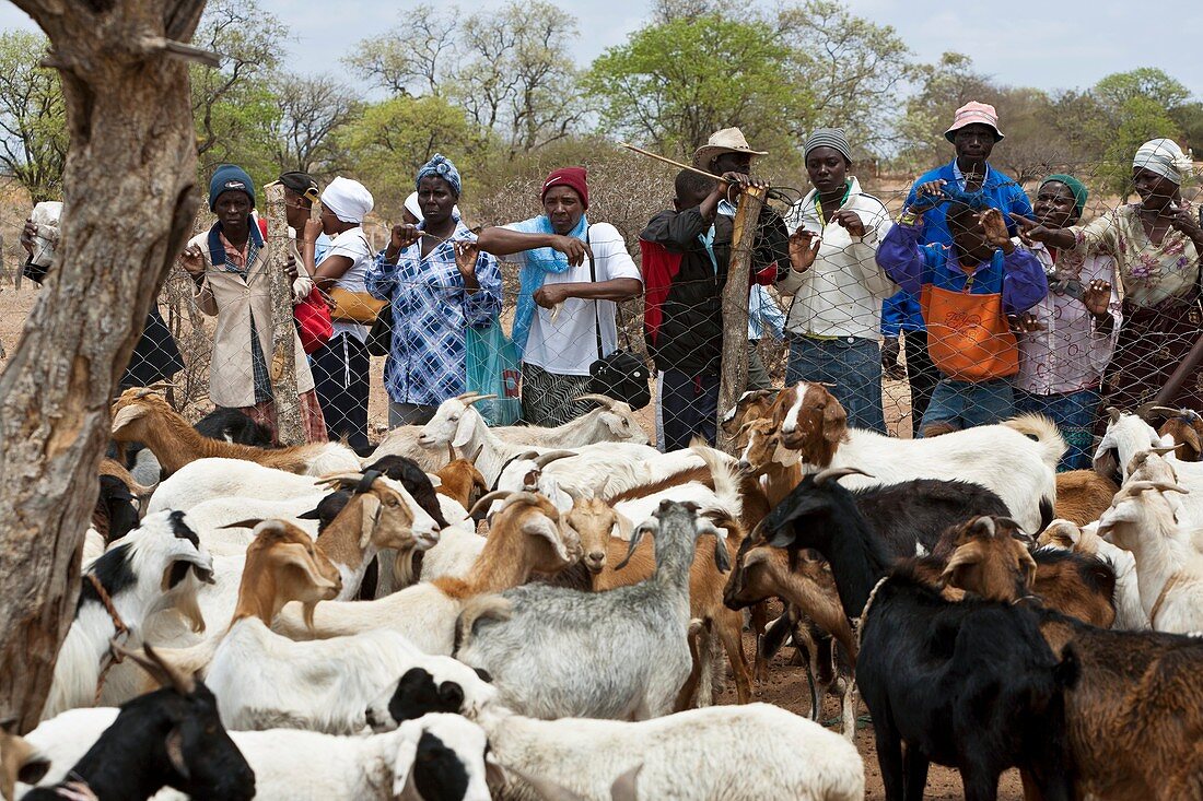 Livestock auction,Zimbabwe