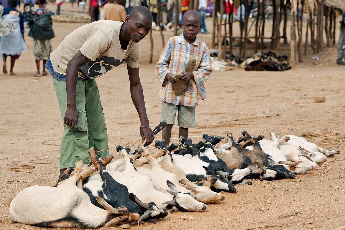 Livestock market,Mozambique