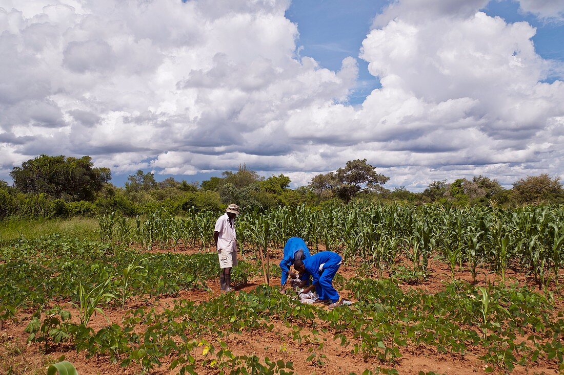 Farmers tending their crops,Zimbabwe
