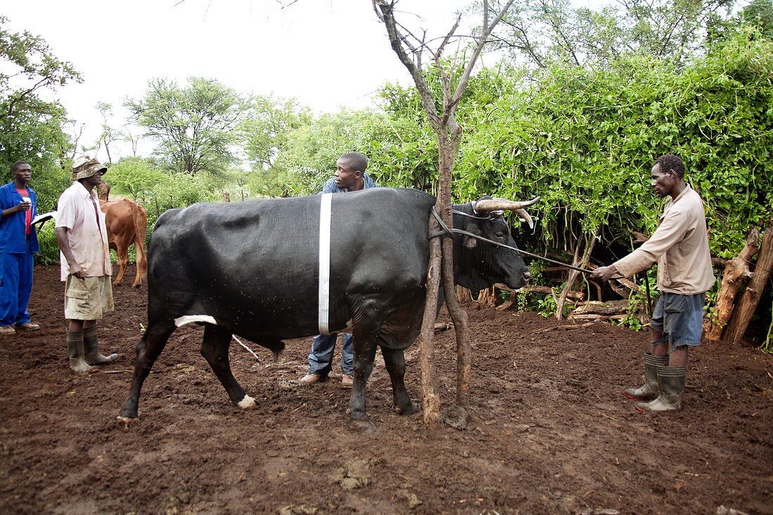 Farmers with their cattle,Zimbabwe