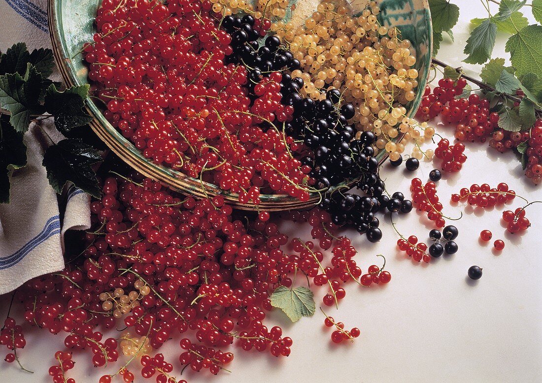 Red Black and White Currant