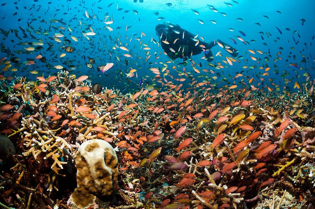 Diving on a reef