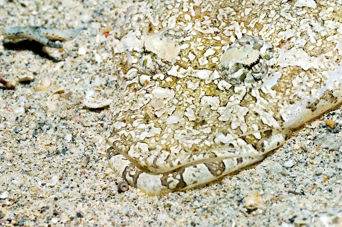 Camouflaged flathead fish
