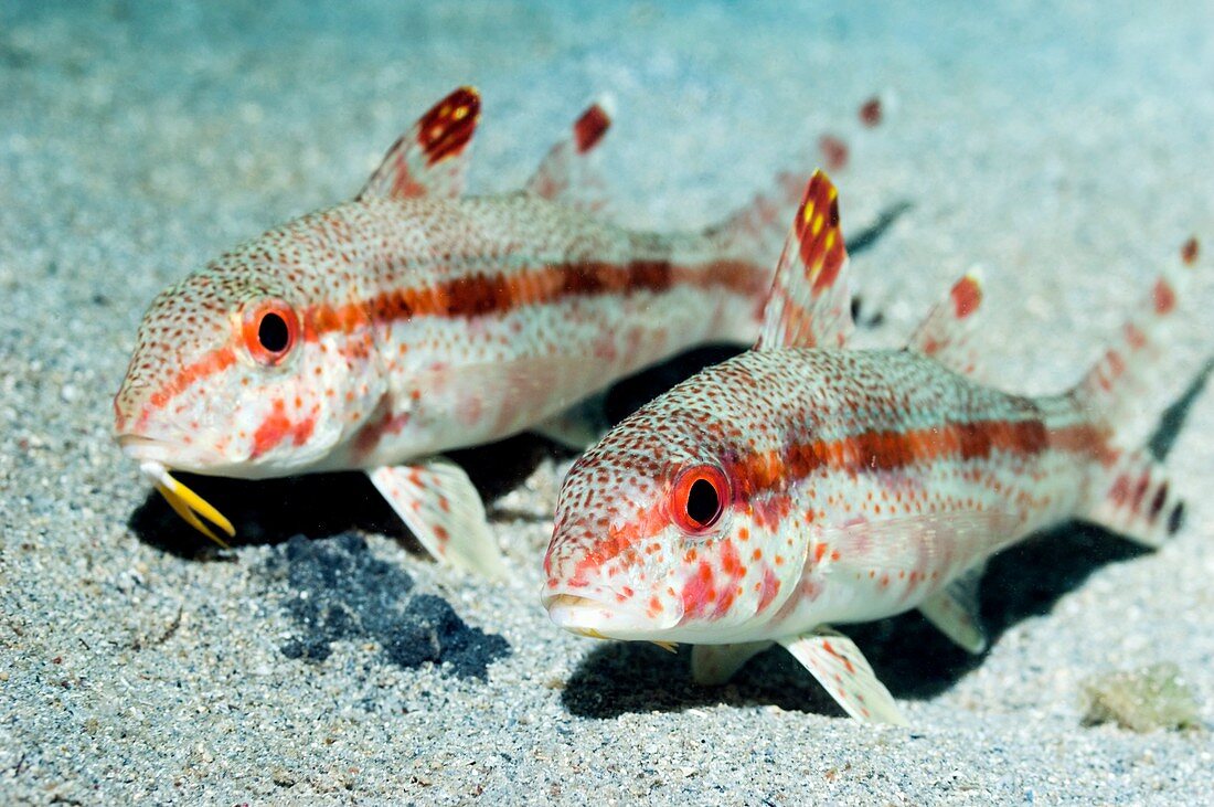 Freckled goatfish