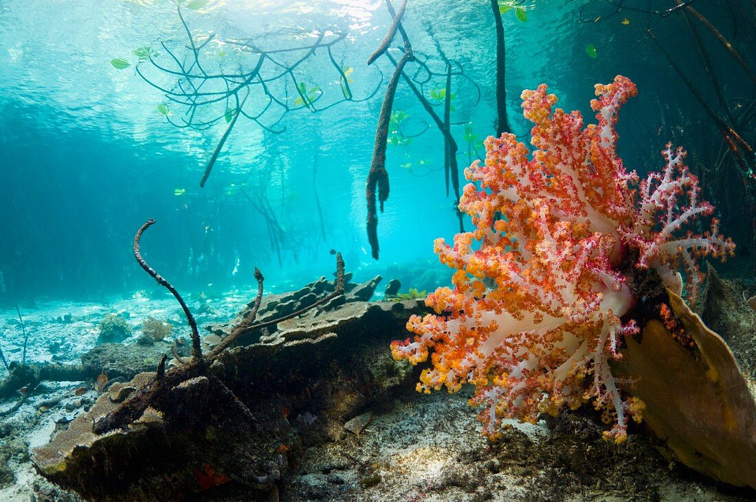 Corals in a mangrove swamp
