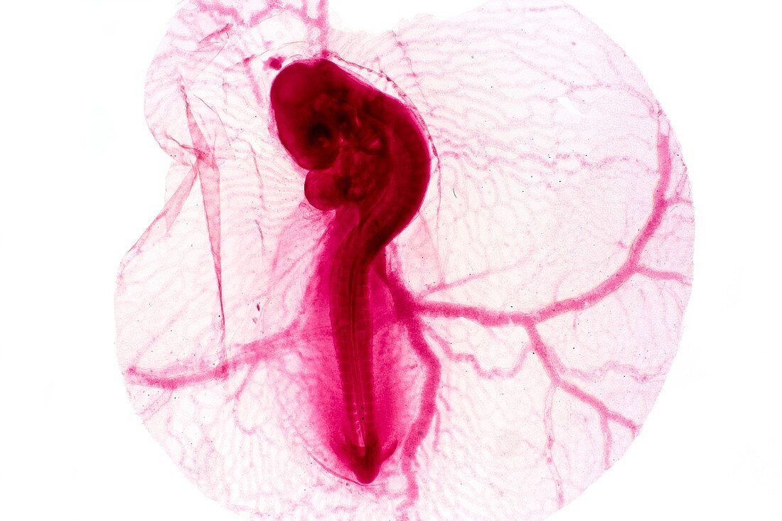 Chicken embryo,light micrograph