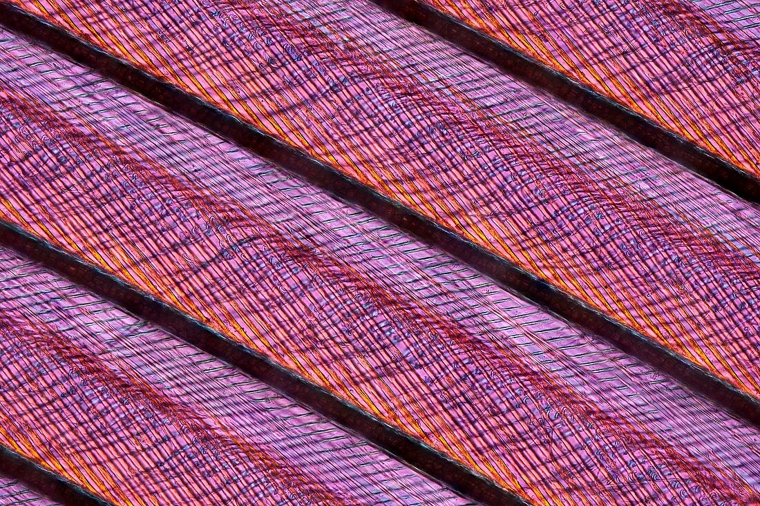 Swan feather,light micrograph