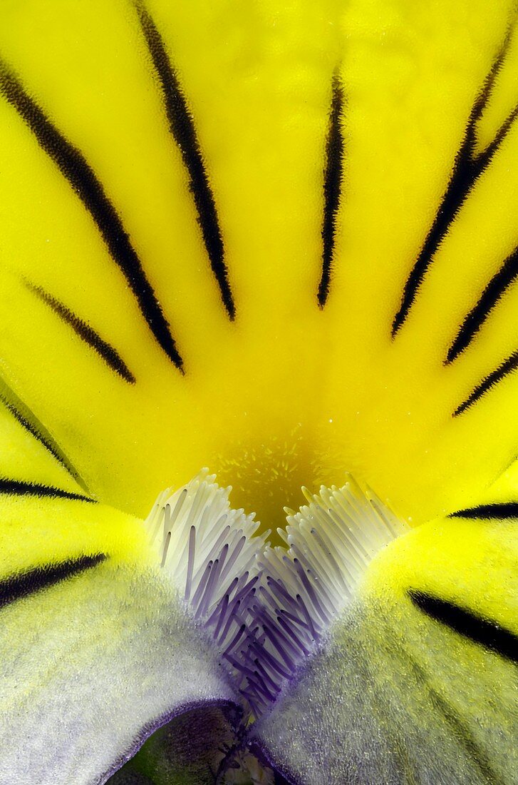 Wild pansy (Viola tricolor) flower