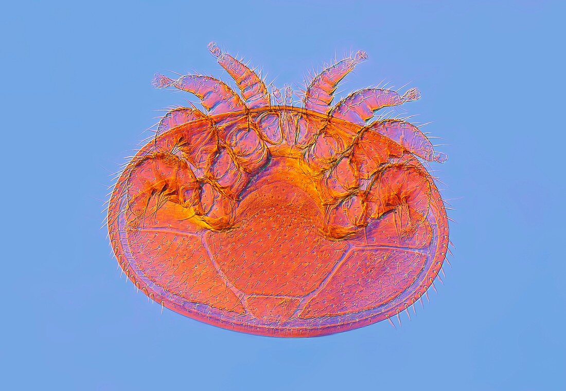 Varroa jacobsoni mite,light micrograph