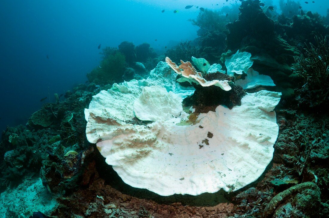 Bleached Montipora undata coral