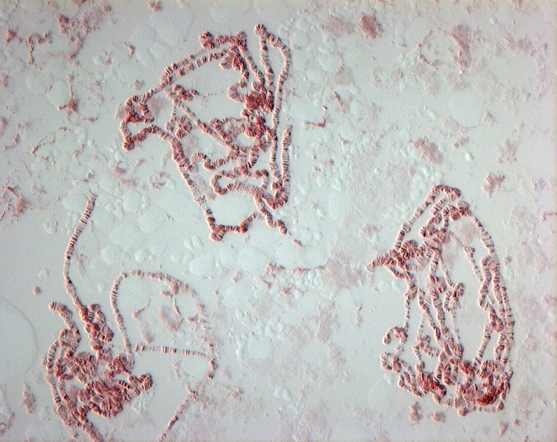 Giant chromosomes,light micrograph