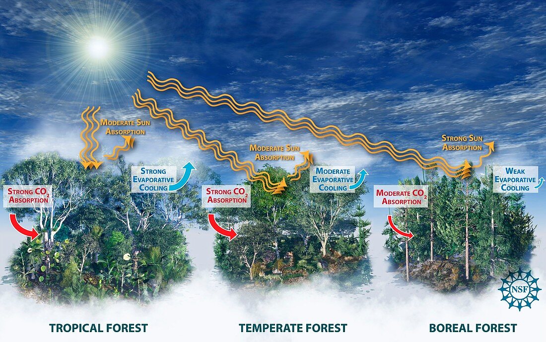 Affects of forest types on climate