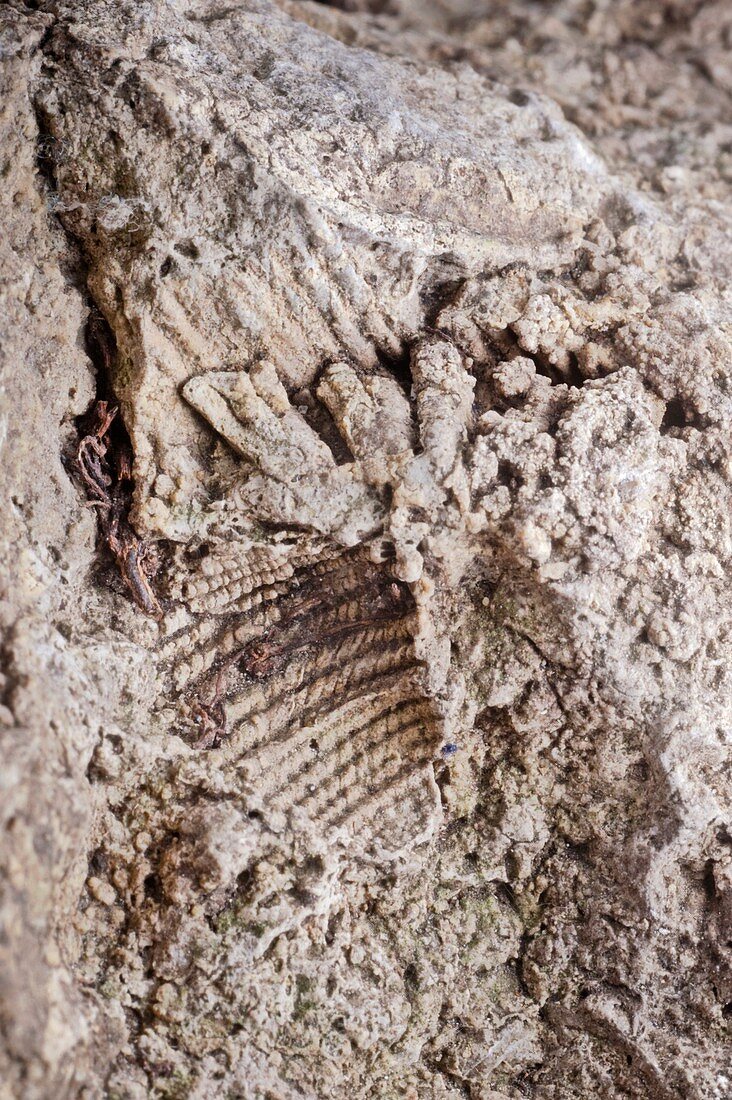 Gault Clay Fossils