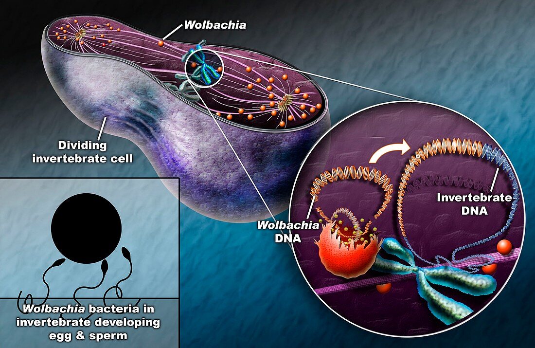 Wolbachia bacterial parasite,artwork