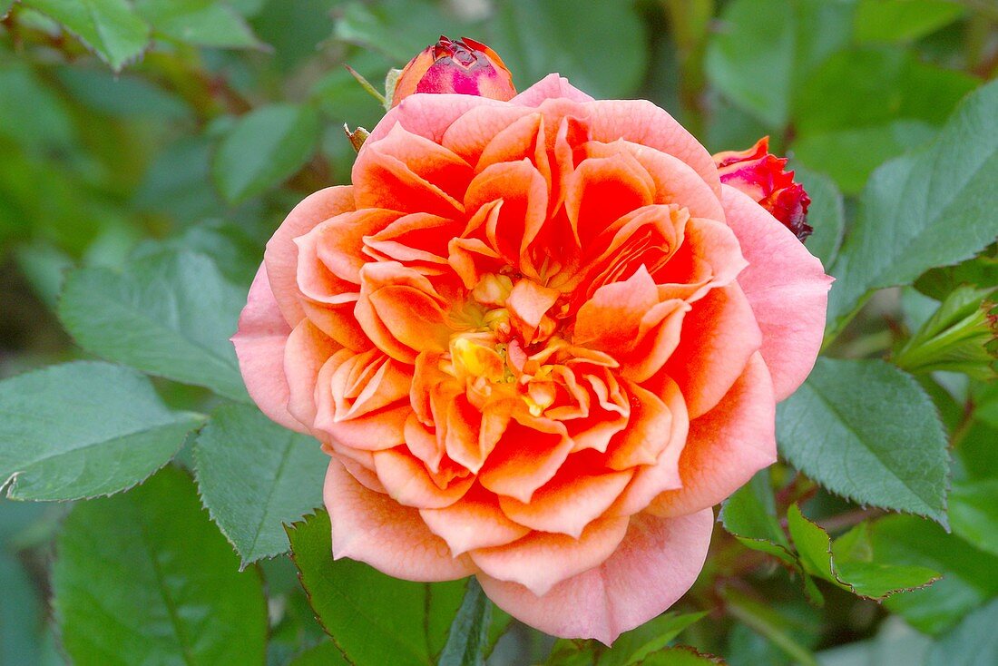 Rose (Rosa 'Honeybun')