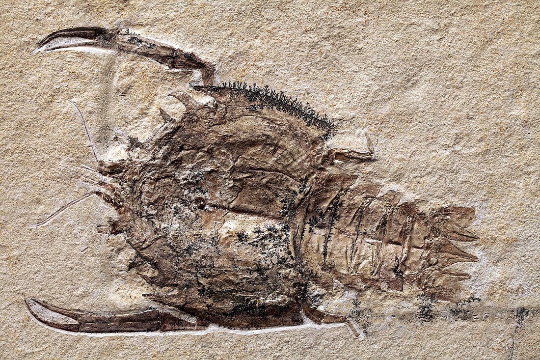 Crab fossil