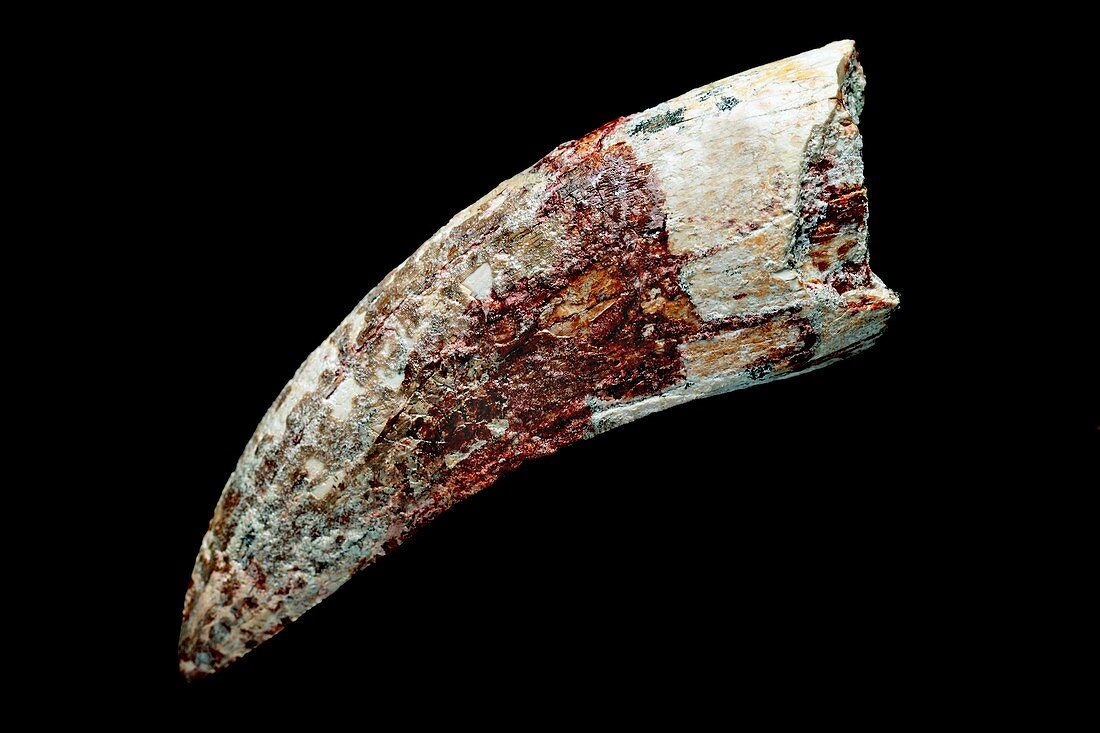 Fossilised dinosaur tooth