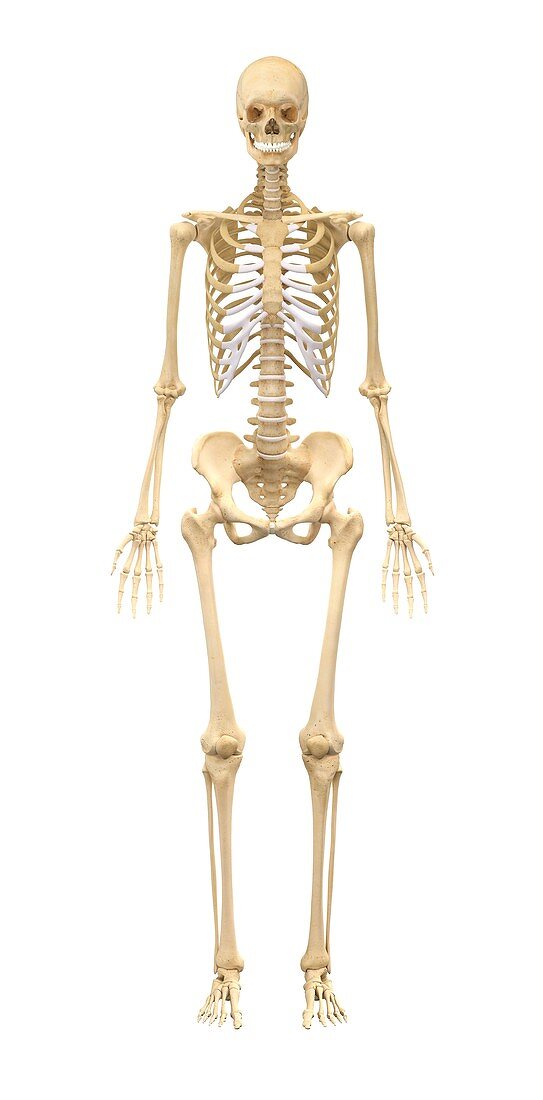 Female skeleton,artwork