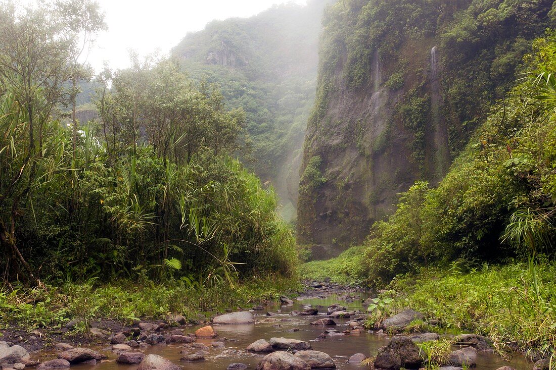 Tropical cloudforest