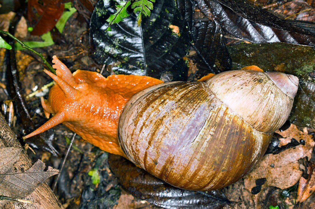 Amazonian giant snail