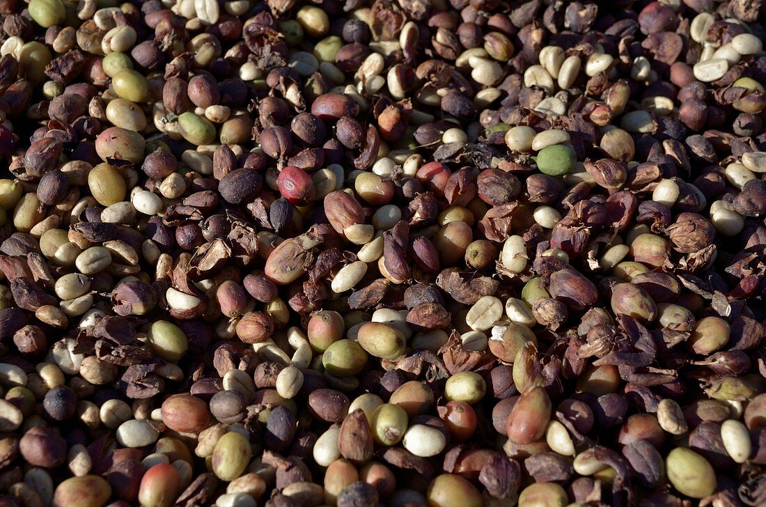 Coffee beans drying in sun,Cuba