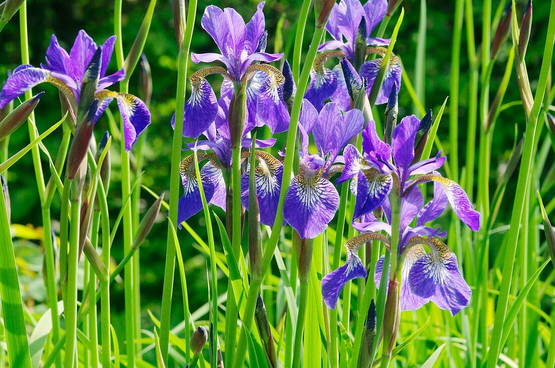 Iris sibirica 'Cambridge'
