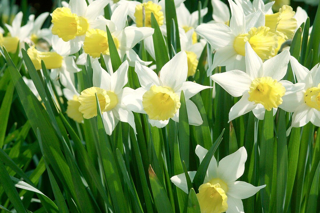 Daffodil (Narcissus 'February Silver')