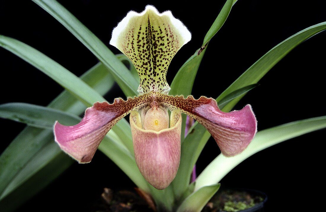 Orchid (Paphiopedilum 'Alcides')