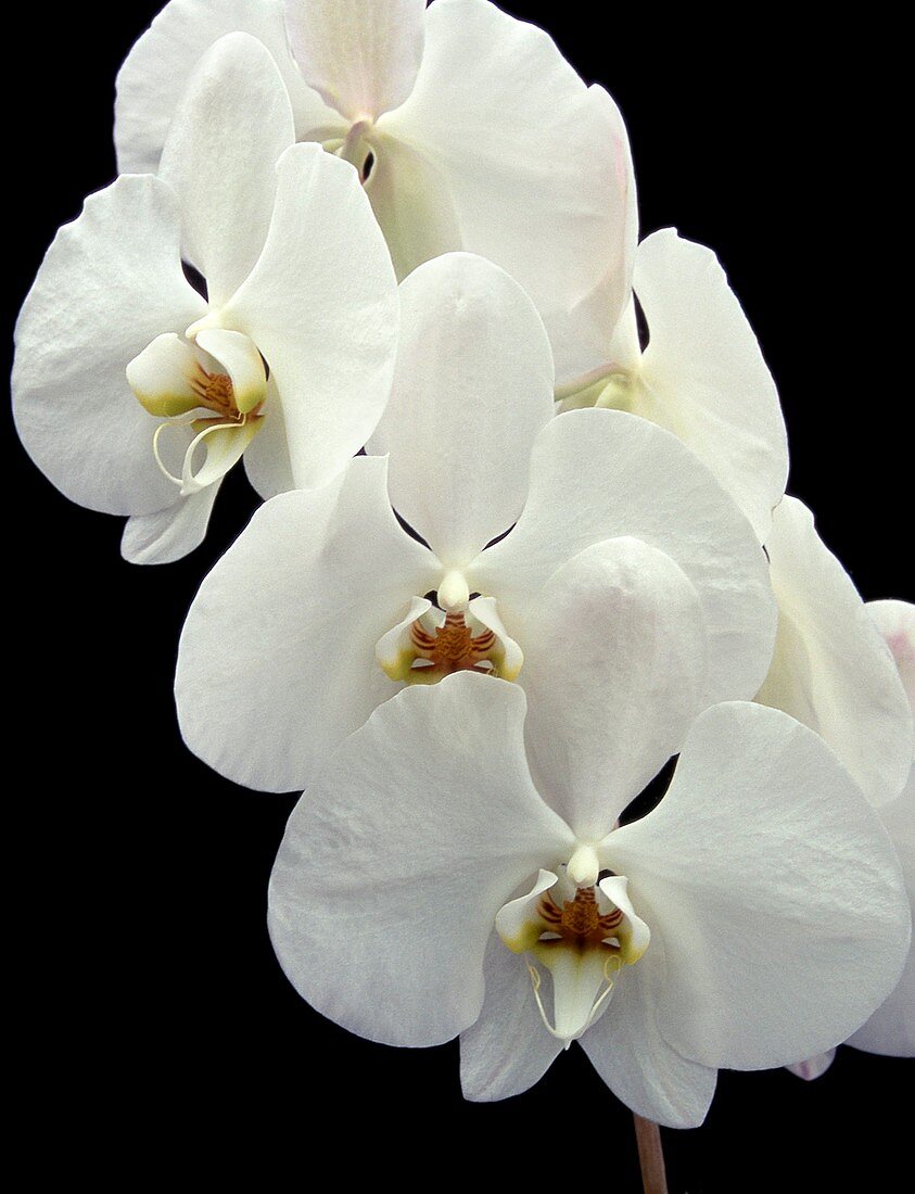 Orchid (Phalaenopsis 'Cool Breeze')
