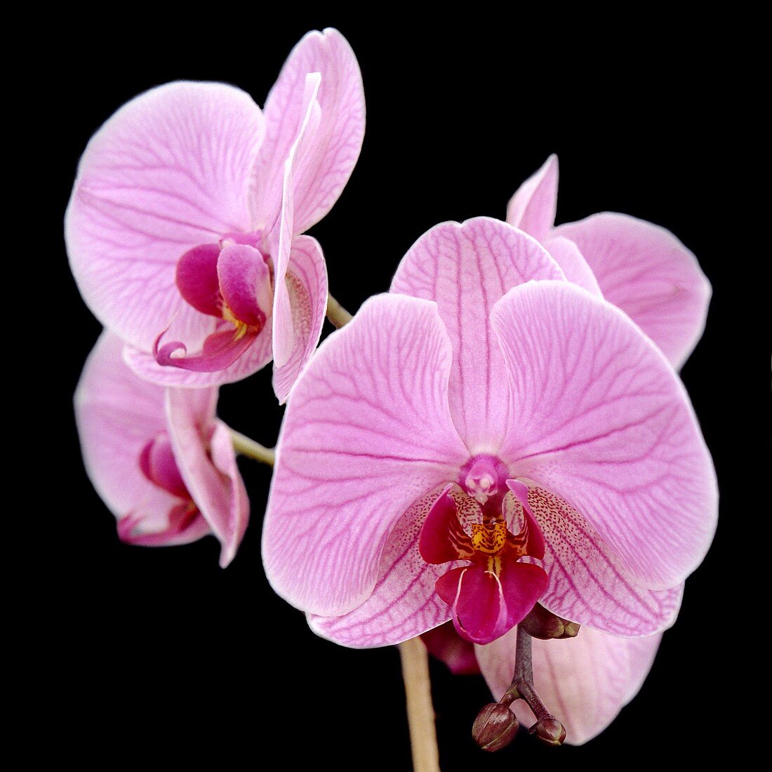 Orchid (Phalaenopsis 'San Luca')