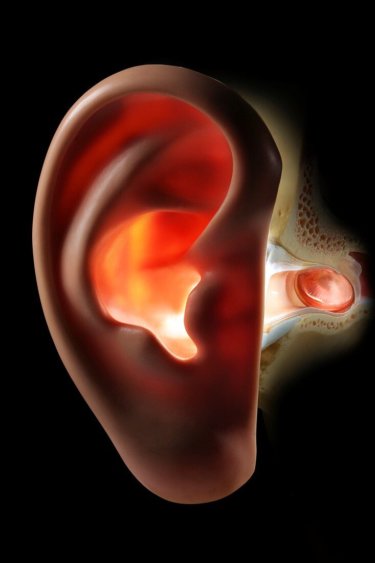 Ear anatomy,artwork