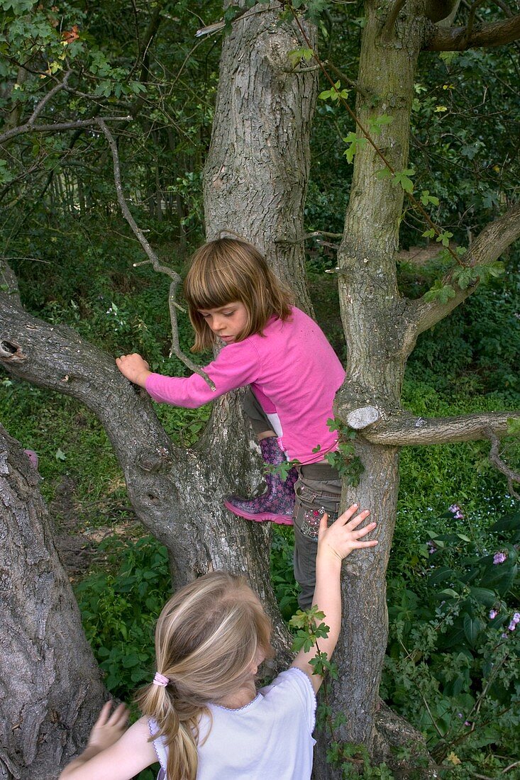 Girls playing in a tree
