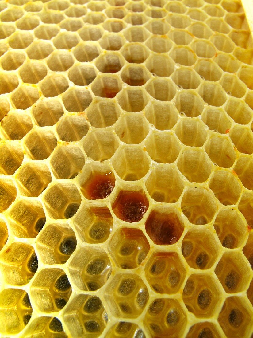 Pollen in wax honeycomb cells