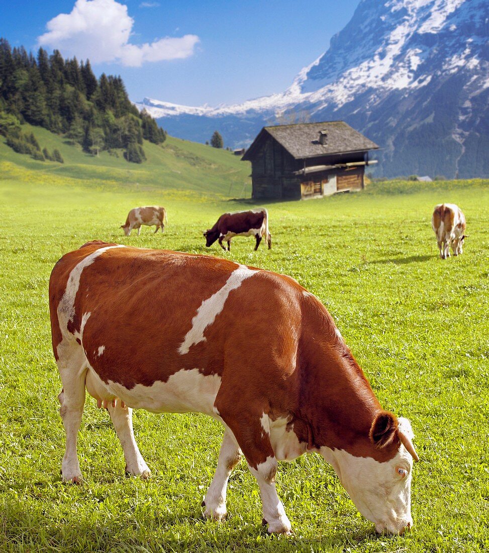 Alpine dairy cows