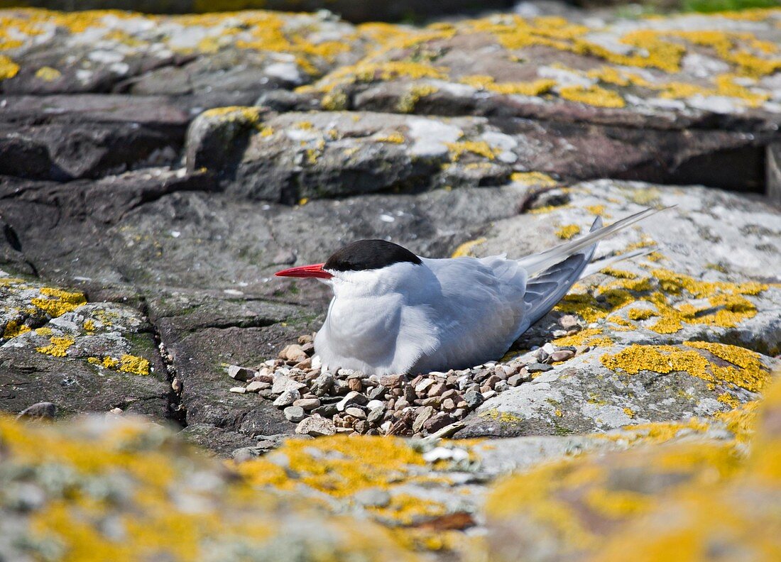 Arctic tern on its nest