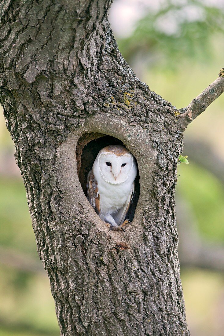 Barn owl in a tree