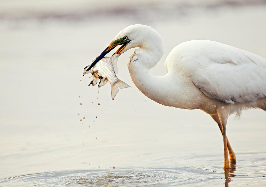 Great egret and prey
