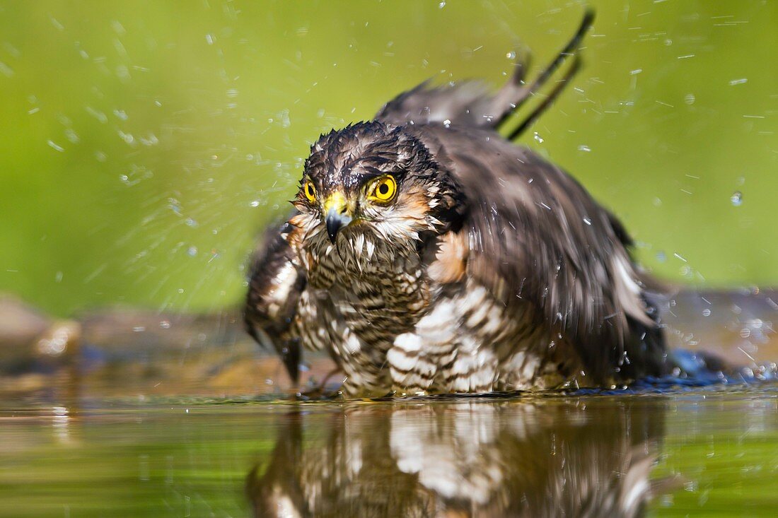 Sparrowhawk washing in a pool
