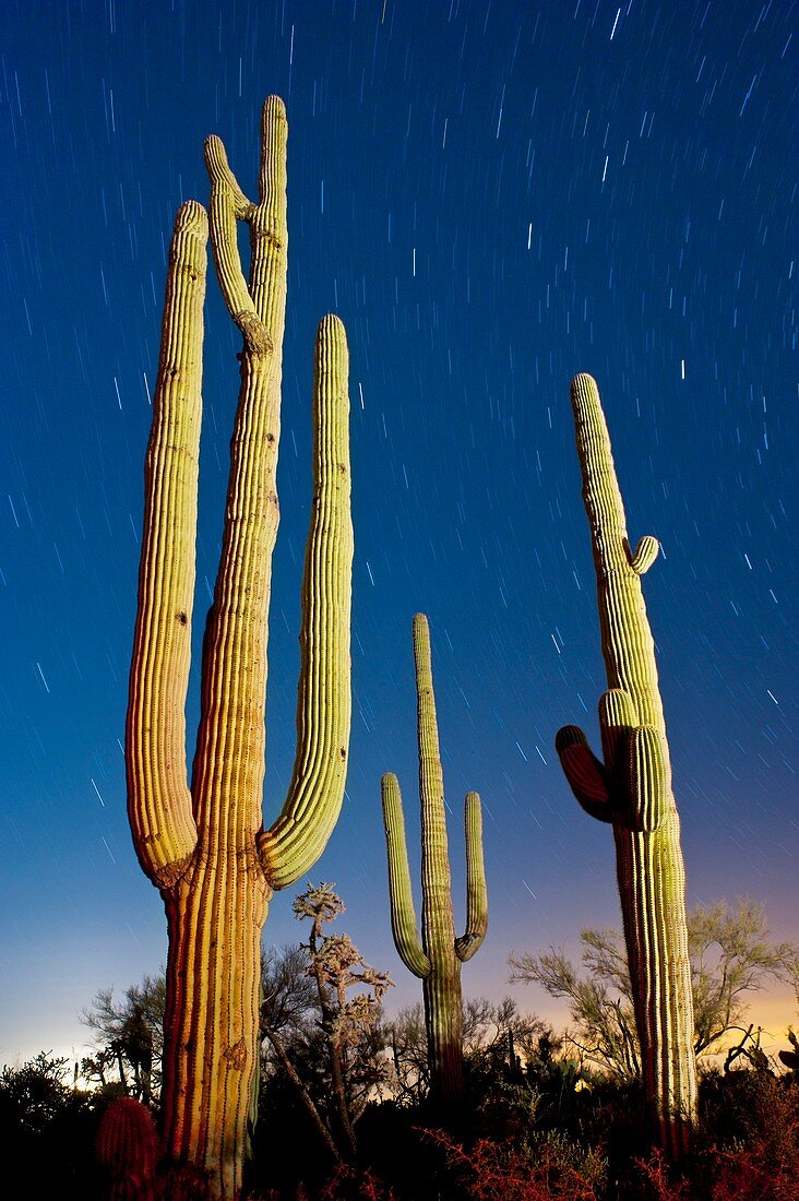 Moon setting over saguaro cacti