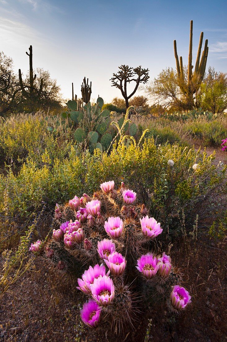 Hedgehog cactus flowering