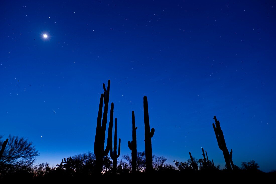 Moon and stars over a desert