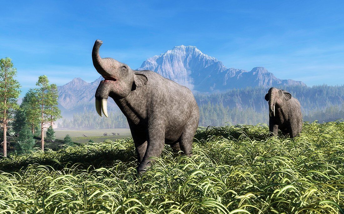 Prehistoric elephants,artwork