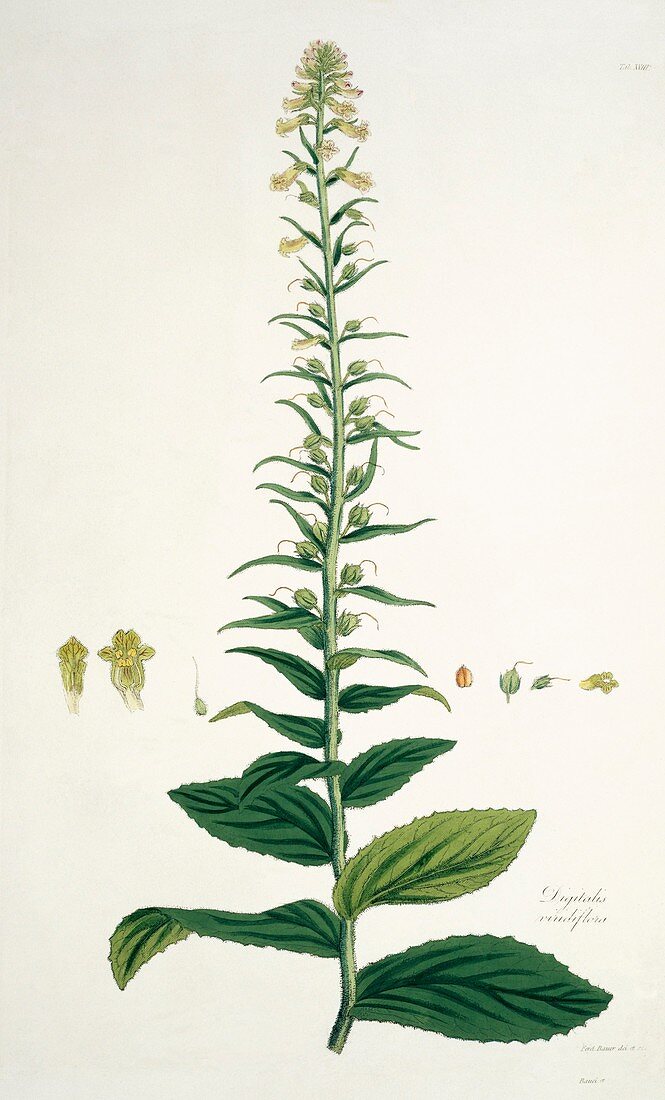 Digitalis viridiflora,19th century