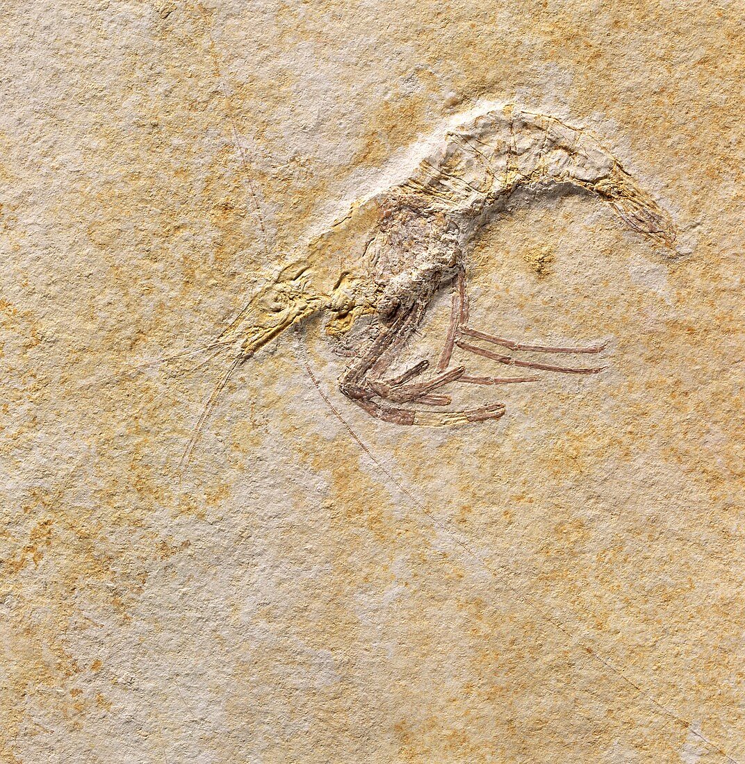Prehistoric prawn,fossil specimen